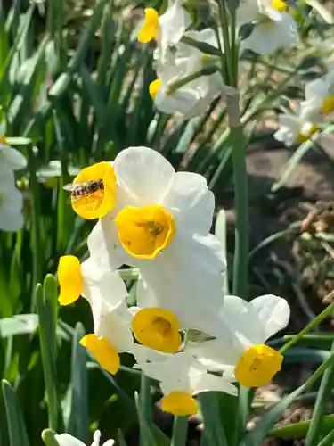 亀戸天神社(東京都)