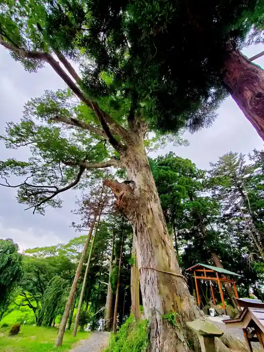 阿久津「田村神社」(郡山市阿久津町)旧社名:伊豆箱根三嶋三社の自然