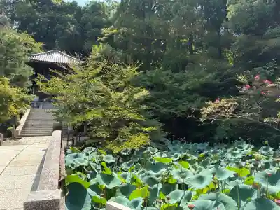 知恩院(京都府)