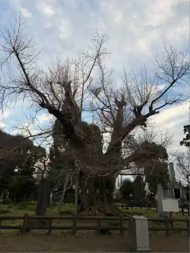 飯香岡八幡宮(千葉県)
