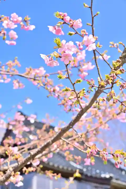安禅寺(新潟県)