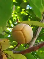 厚別神社(北海道)