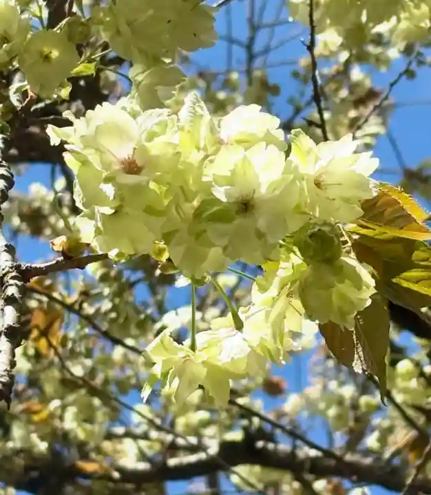 蚊里田八幡宮(長野県)