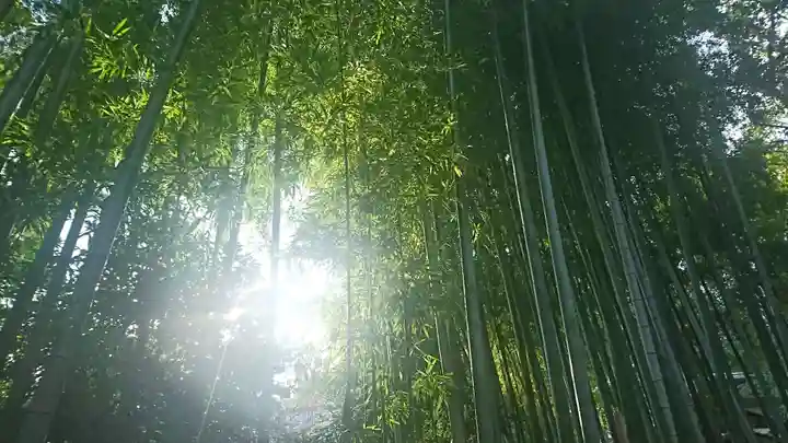 大宮八幡宮の自然