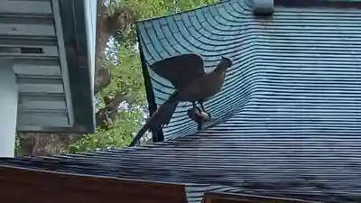 雉子神社(東京都)