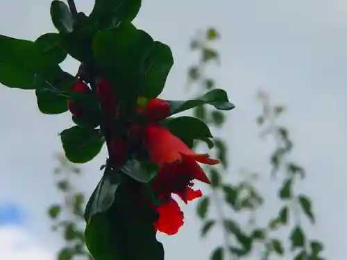 亀戸天神社の自然