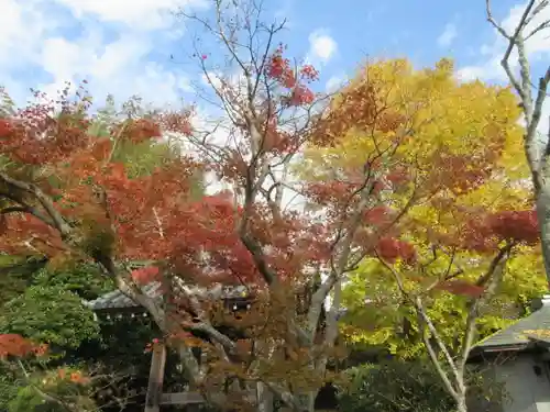 浄光明寺の自然