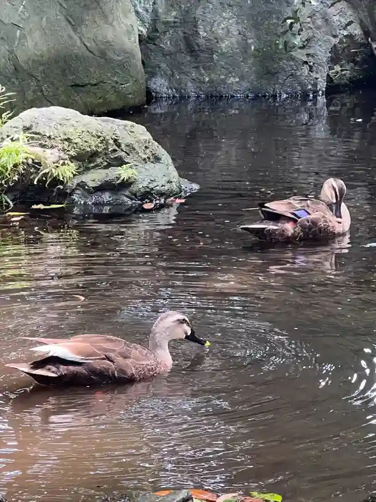武蔵一宮氷川神社(埼玉県)