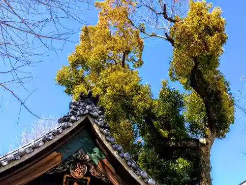 白山社（児玉白山社）の自然