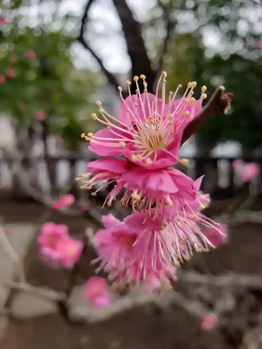 布多天神社(東京都)