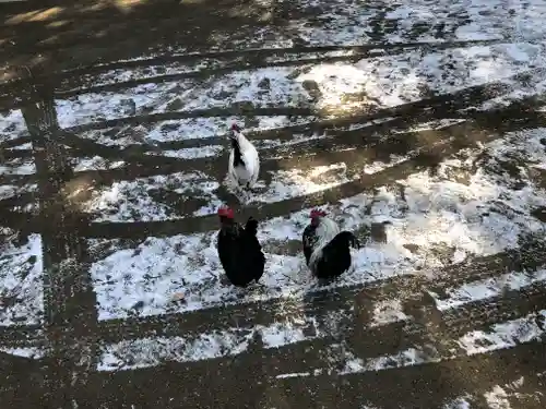大崎八幡宮の動物
