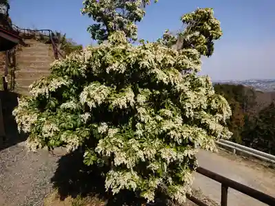 龍籠山金比羅宮の自然