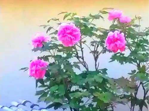 薬師院(兵庫県)