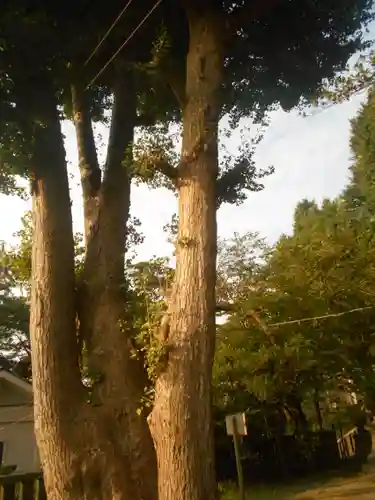 御霊神社の自然