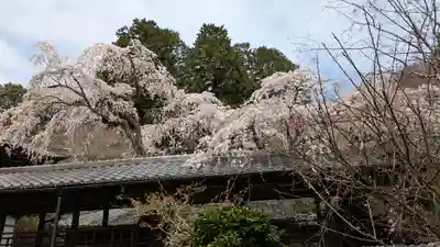 十輪寺(京都府)