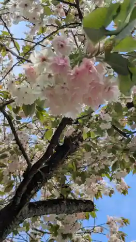 白峯神宮(京都府)