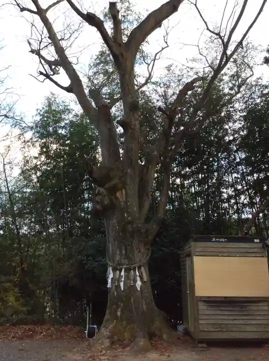 鹿島神社の自然