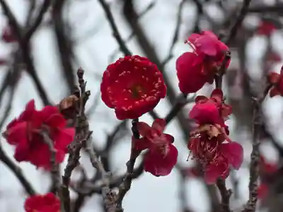 多治速比売神社(大阪府)
