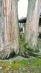 水分神社の自然