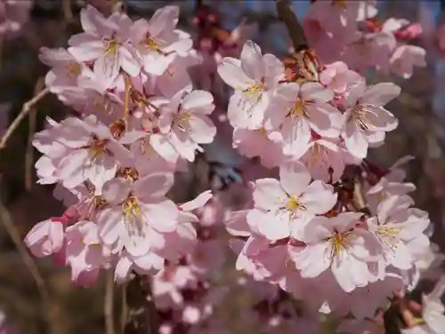 眞田神社の自然
