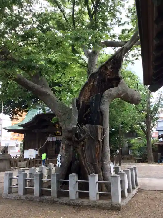 阿邪訶根神社の自然