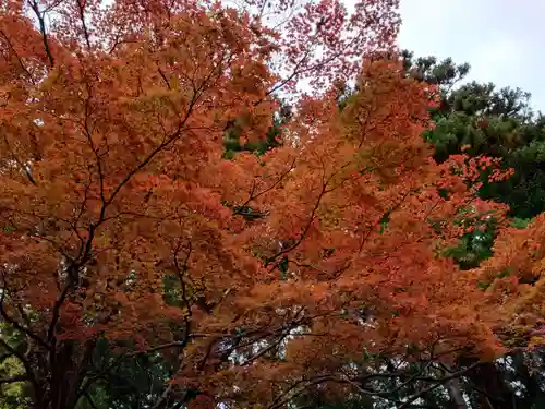 春日山神社の自然