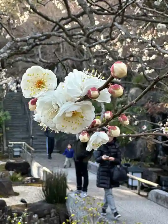長谷寺(神奈川県)