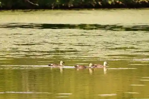 大覚寺(京都府)