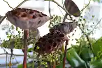 三津厳島神社(愛媛県)