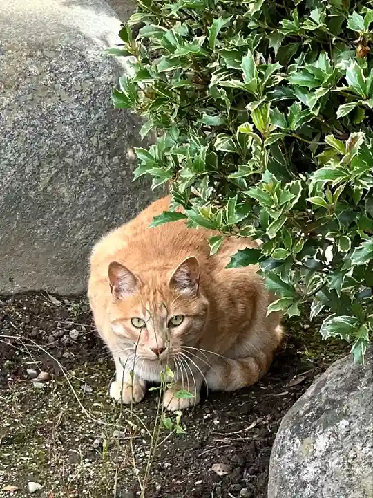 倶梨迦羅神社の動物
