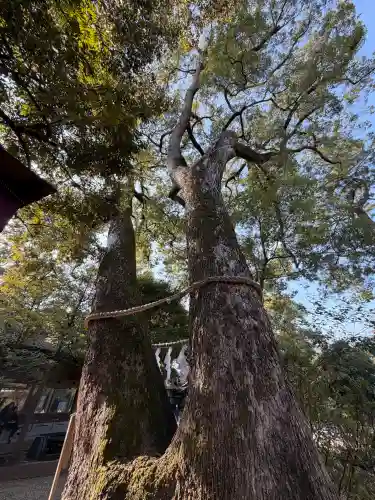 武蔵一宮氷川神社の{uncategorized: "未分類", other: "その他", undefined: "問題あり", building: "その他建物", grave: "お墓", sacred_gate: "鳥居", guardian: "狛犬", statue: "像", buddha: "仏像", history: "歴史", nature: "自然", garden: "庭園", animal: "動物", pagoda: "塔", temizu: "手水舎", mountain_gate: "山門・神門", sanctuary: "本殿・本堂", subordinate: "末社・摂社", art: "芸術", scenery: "景色", jizo: "地蔵", ema: "絵馬", goshuin: "御朱印", omikuji: "おみくじ", items: "授与品その他", amulet: "お守り", goshuincho: "御朱印帳", eats: "食事", festival: "お祭り", votive_dance: "神楽", shichigosan: "七五三参", wedding: "結婚式", experience: "体験その他", initially: "初詣", around: "周辺", anti_infection: "感染症対策"}