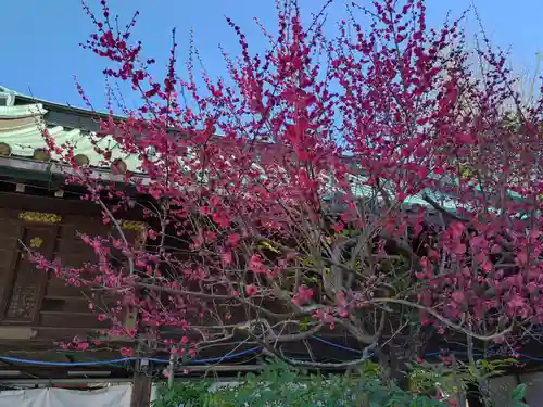 湯島天満宮(東京都)