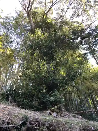 皇産靈神社の自然