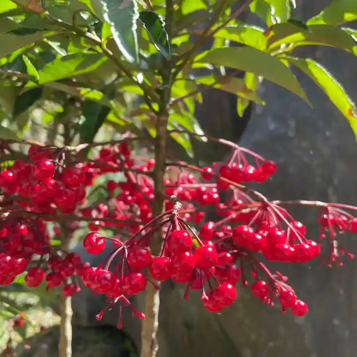 光則寺(神奈川県)
