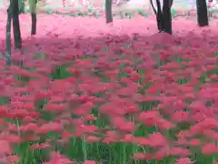 高麗神社(埼玉県)