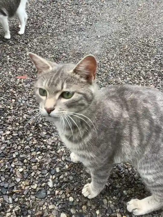 玉野御嶽神社の動物
