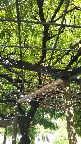 大天白神社の自然