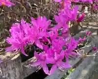 普門寺(切り絵御朱印発祥の寺)の自然