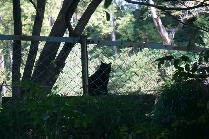 唐澤山神社の動物