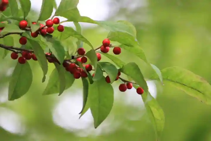 隠津島神社の庭園