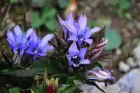 三春大神宮の庭園