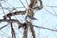 音更神社の動物