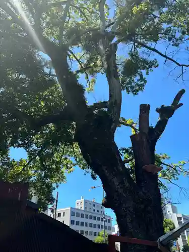 八股榎お袖大明神(愛媛県)