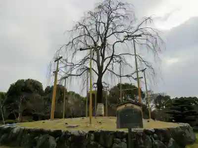 東寺（教王護国寺）(京都府)