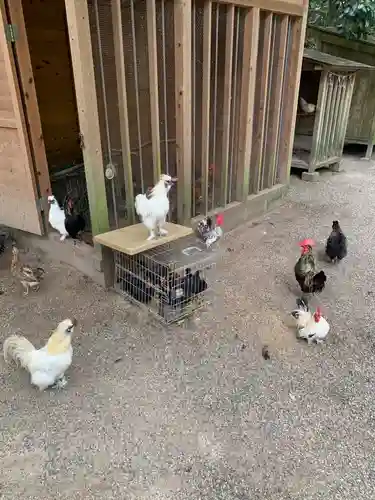 石上神宮の動物