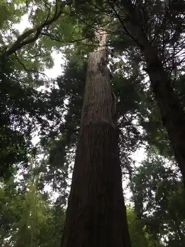 阿弥神社の自然