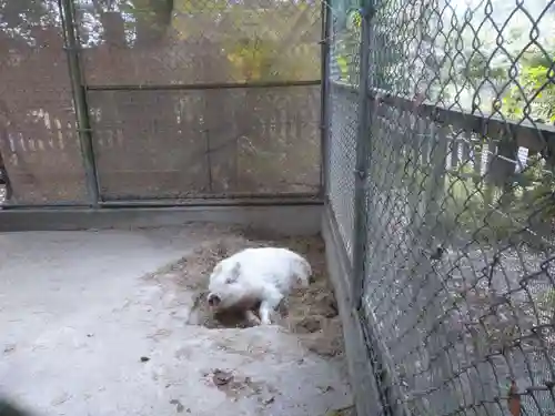和気神社の動物