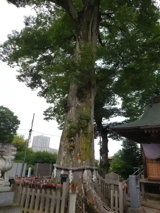 守谷総鎮守 八坂神社(茨城県)