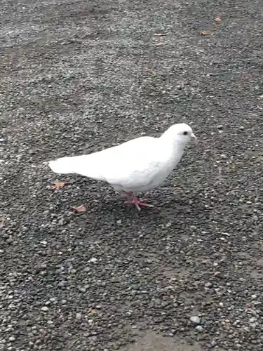 鶴岡八幡宮の動物