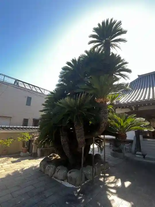 円明寺の{uncategorized: "未分類", other: "その他", undefined: "問題あり", building: "その他建物", grave: "お墓", sacred_gate: "鳥居", guardian: "狛犬", statue: "像", buddha: "仏像", history: "歴史", nature: "自然", garden: "庭園", animal: "動物", pagoda: "塔", temizu: "手水舎", mountain_gate: "山門・神門", sanctuary: "本殿・本堂", subordinate: "末社・摂社", art: "芸術", scenery: "景色", jizo: "地蔵", ema: "絵馬", goshuin: "御朱印", omikuji: "おみくじ", items: "授与品その他", amulet: "お守り", goshuincho: "御朱印帳", eats: "食事", festival: "お祭り", votive_dance: "神楽", shichigosan: "七五三参", wedding: "結婚式", experience: "体験その他", initially: "初詣", around: "周辺", anti_infection: "感染症対策"}